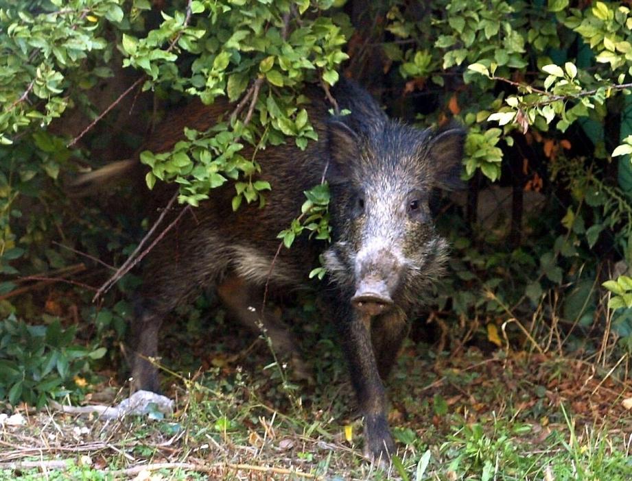 Un sanglier.