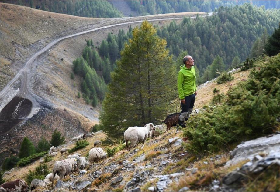 Pascal Gomes, un informaticien en congé sabbatique, surveille les 650 brebis dont il a la charge, dans un alpage des Alpes-de-Haute-Provence.