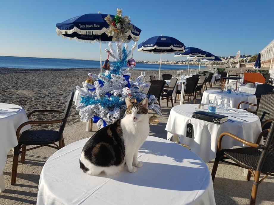 Qui A Vu Ou Recueilli Le Chat Titi La Mascotte D Une Plage Privee De Nice Nice Matin