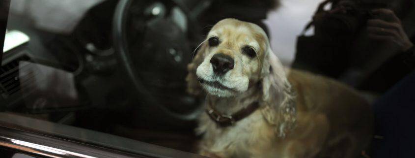 Un chien enfermé dans une voiture en pleine chaleur.