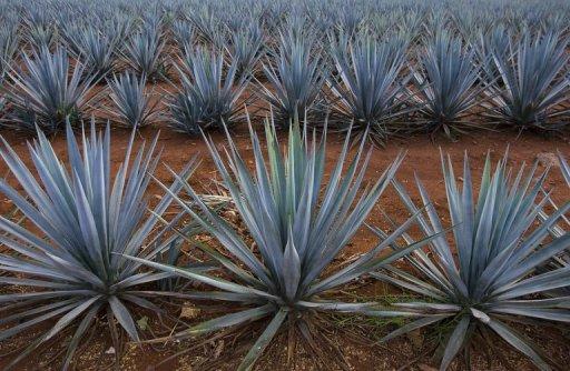 Illustration de l'agave.