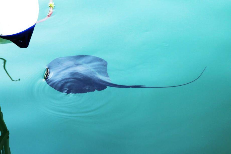 Une raie pastenague violette dans le port de St-Mandrier?