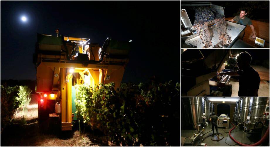 Vendanges nocturnes à la machine au domaine Terres Destel 