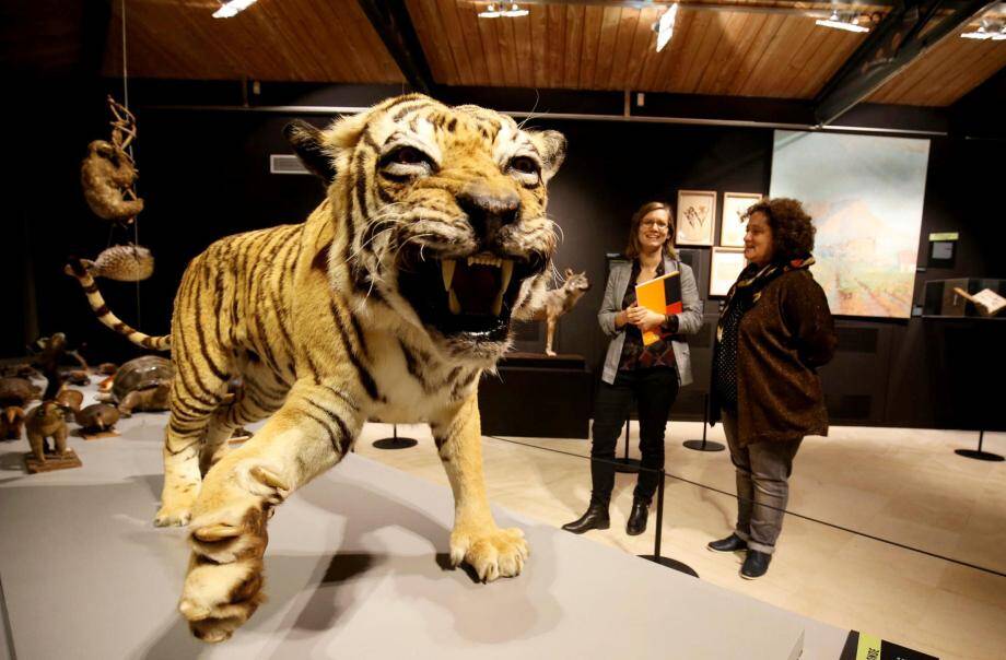 Le muséum départemental retrace 130 ans d'histoire VarMatin Le muséum départemental retrace 130 ans d'histoire VarMatin