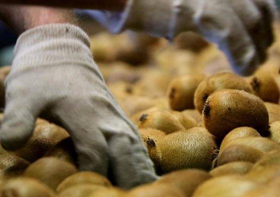 15.000 tonnes de kiwis ne venaient pas de France.