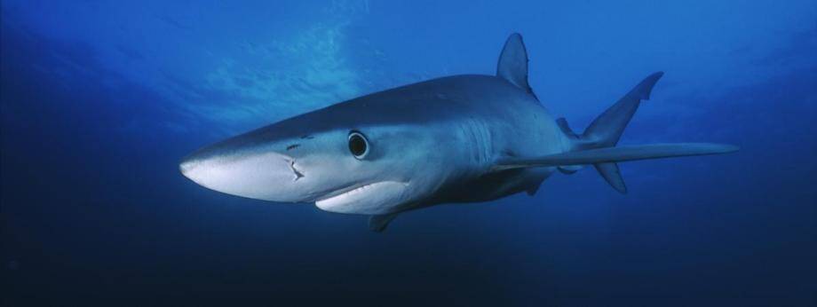 Une Plage Evacuee Apres L Arrivee D Un Requin Bleu D Un Metre De Long Dans Le Bassin D Arcachon Nice Matin