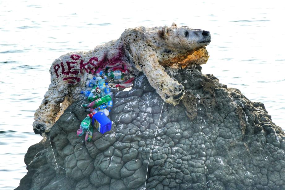 Photos Mais Quel Est Cet Ours Polaire Eventre Echoue Sur Un Rocher Au Large D Une Plage D Antibes Nice Matin