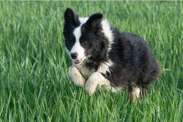 Un Border Collie.