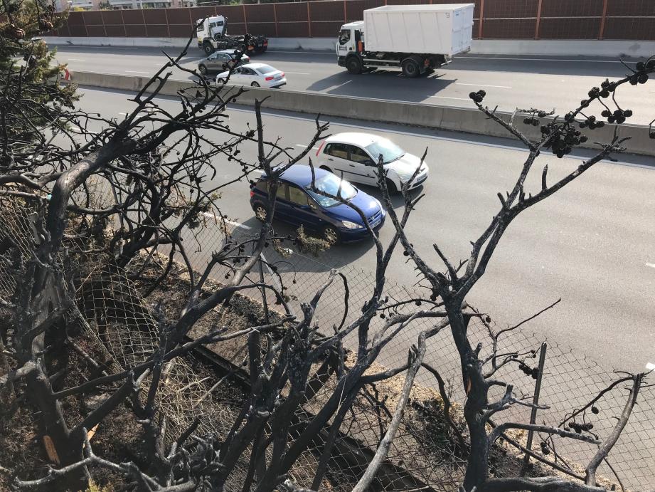 Les riverains ont laissé pousser les végétaux en bordure d’autoroute en attendant le mur antibruit promis.