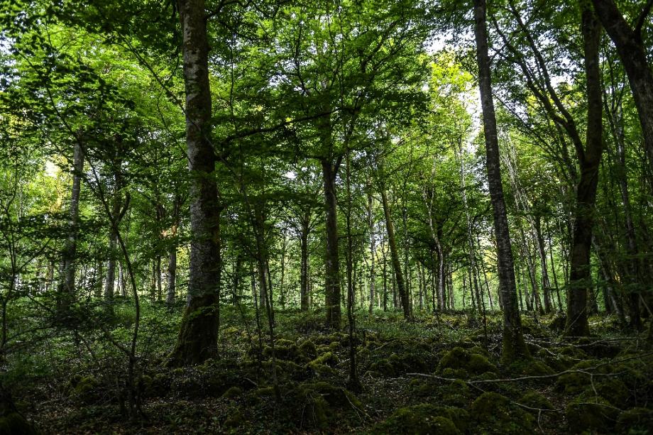 Illustration forêt. 