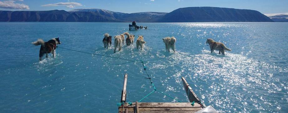 Le 17 juin au Groenland, les chiens de traîneau marchent sur l'eau.