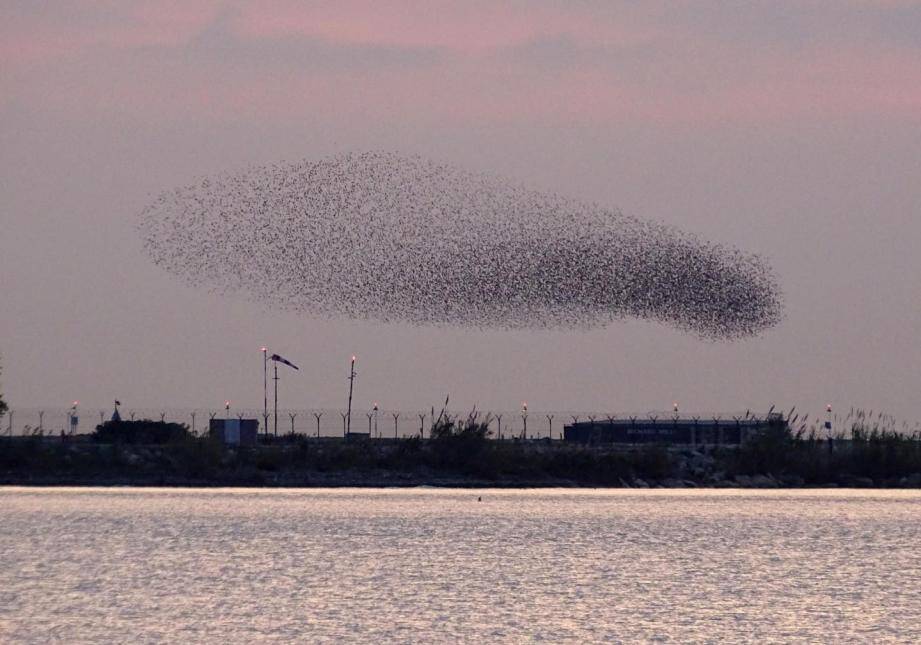 Petits, moyens ou gros, les oiseaux survolent les pistes ou se posent aux abords de ces dernières. 