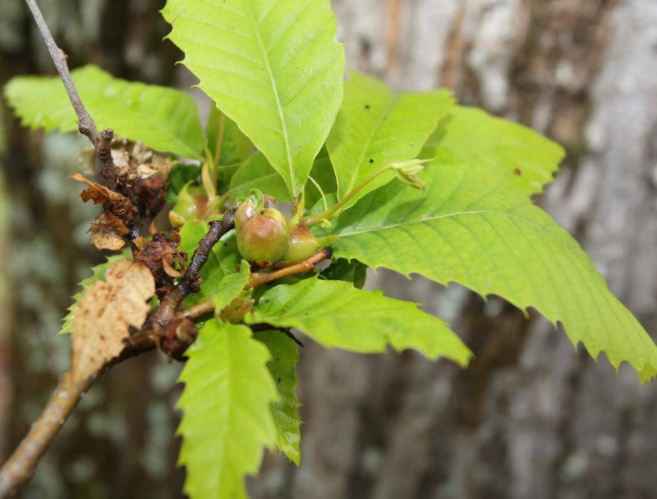 Comment la maladie des châtaigniers a été domptée après plusieurs