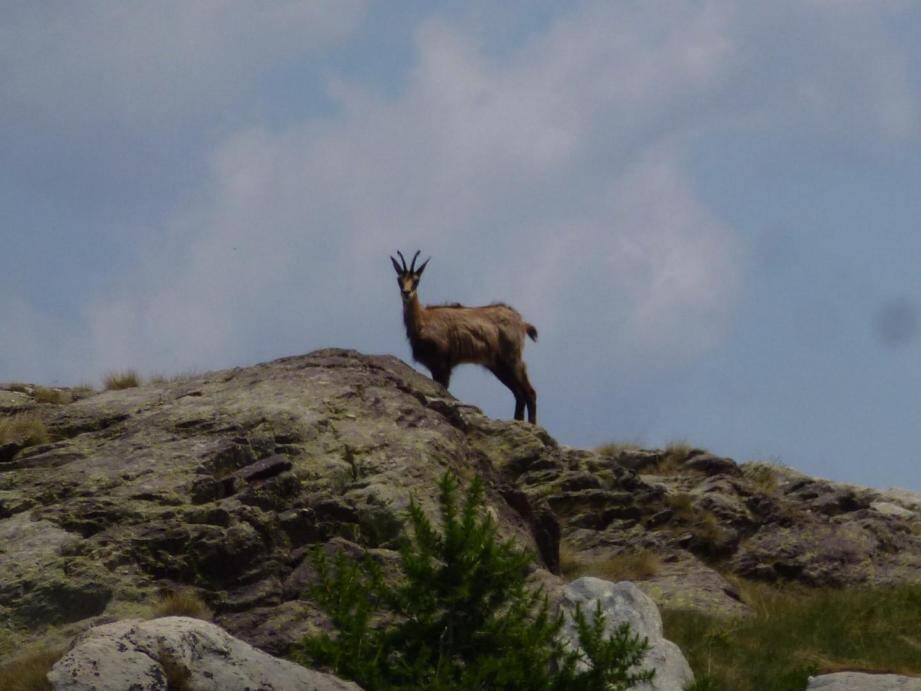 Le chamois n'est pas une espèce protégée.