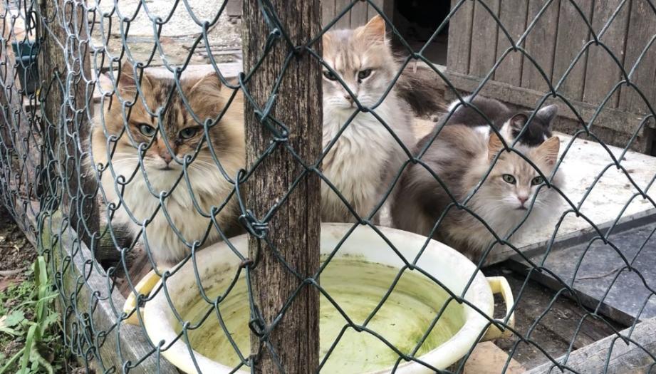 Tous les animaux ont été placés temporairement dans des lieux d’accueils gérés par les associations locales.