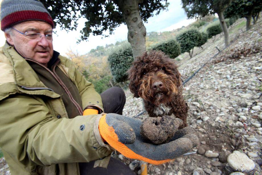 Michel Santinelli, trufficulteur près de Cagnes-sur-Mer, dresse un bilan sur ce diamant noir.