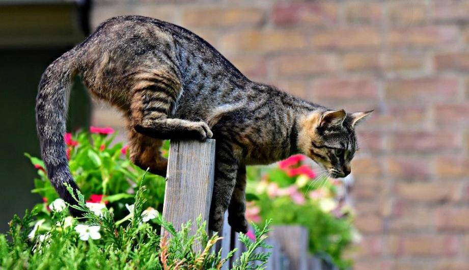 Votre Chat N Est Pas Puce Ou Tatoue Vous Vous Exposerez Bientot A Une Lourde Amende Nice Matin