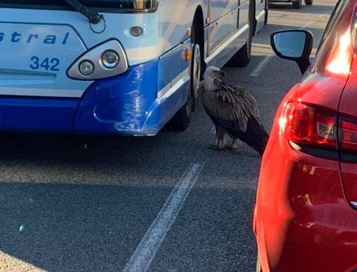 L'oiseau n'a pas été blessé lors de son séjour en ville.