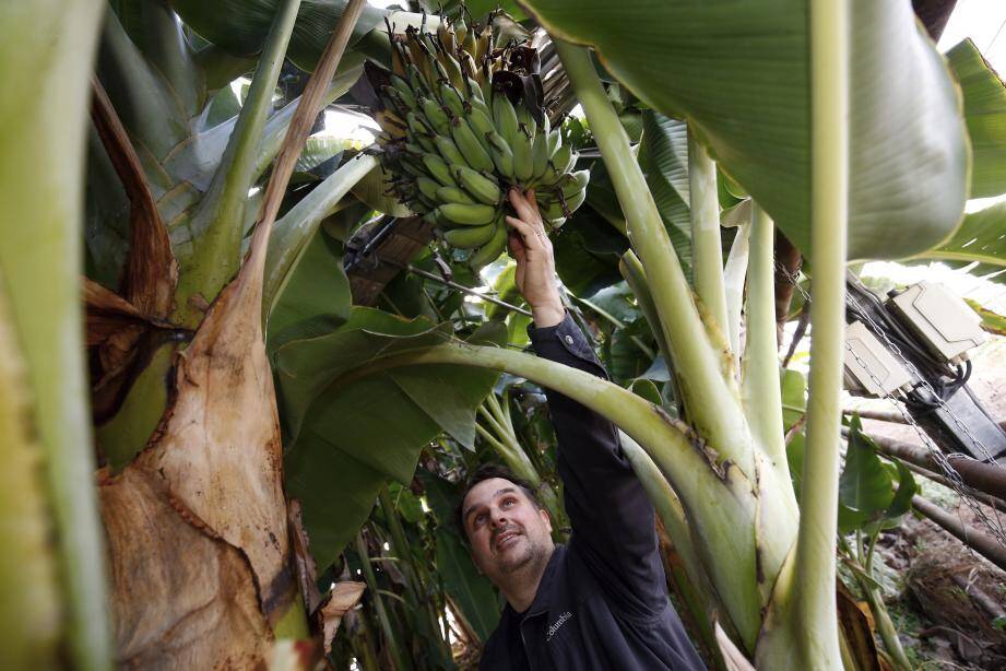 Avec le réchauffement climatique, les bananiers des jardins supportent de mieux en mieux les hivers.