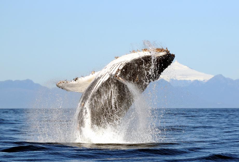 La protection et l'interdiction de la chasse des baleines à bosse a permis à cette espèce de voir sa population progresser: de 100 en 1968 à 40.000 aujourd'hui.