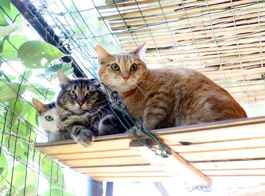 L Ecole Du Chat D Ollioules Lance Un Nouvel Appel A L Aide Var Matin