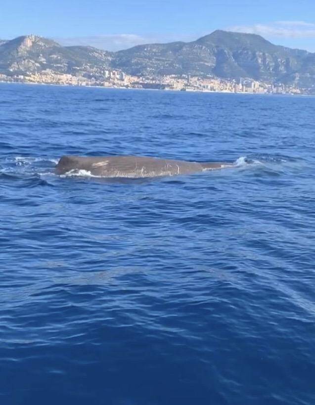 La famille Campi a observé cette baleine au large de Monaco.