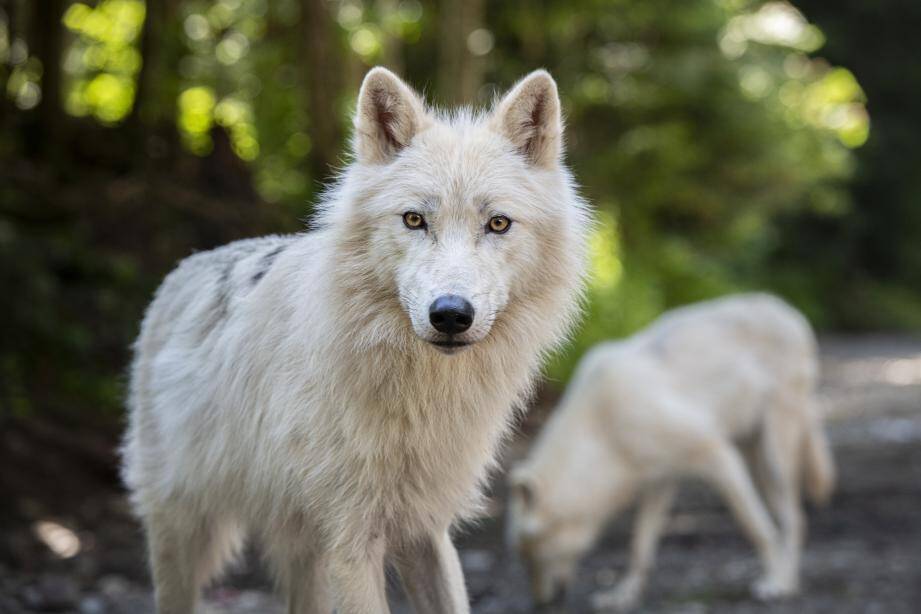 Photos Decouvrez Les Premieres Images Des Trois Loups Blancs Qui Viennent D Arriver Au Parc Alpha Nice Matin