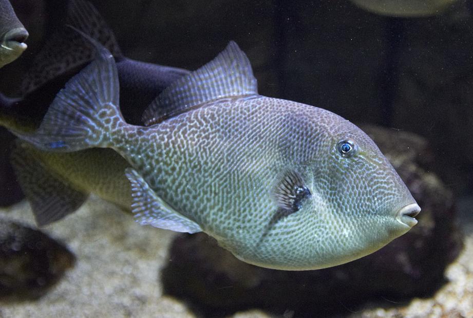 Le mystère est enfin levé, voici le poisson mordeur qui fait peur aux baigneurs à SaintRaphaël