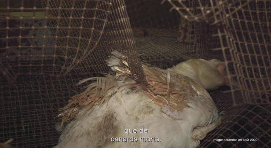 VIDÉO. L214 dénonce le &quot;pire élevage&quot; vu depuis plus de 10 ans en