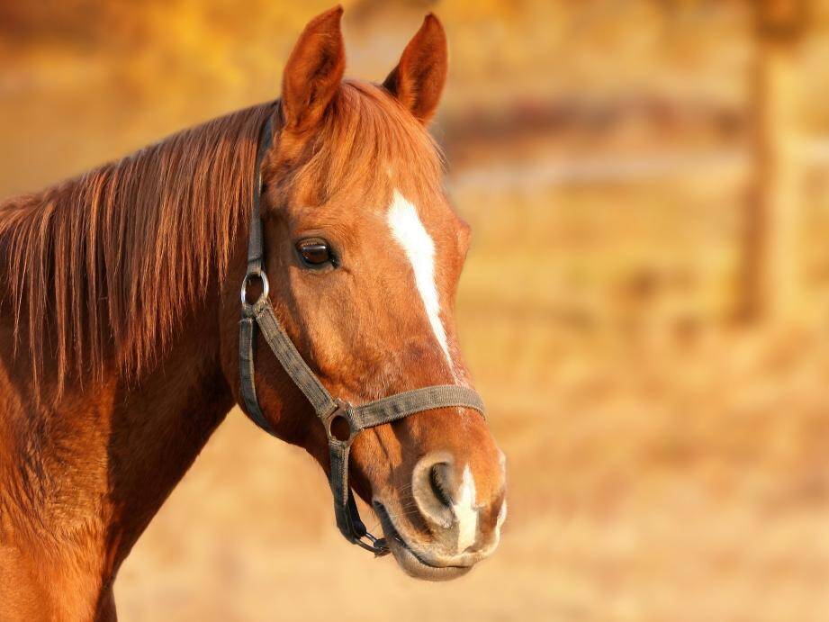 Les chevaux, cibles d'actes de barbarie.