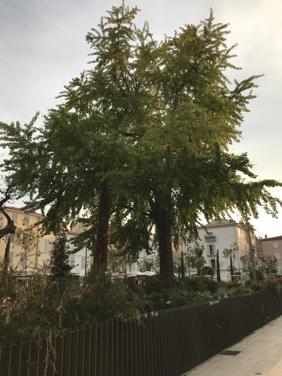 Place des Martyrs-de-la-Résistance, le gingko biloba veille sur la vieille ville.