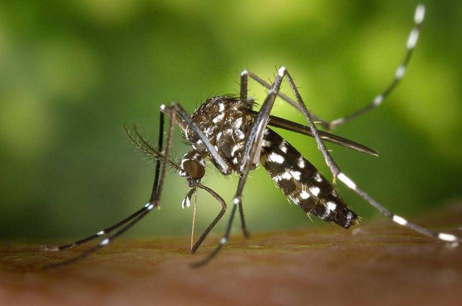 La dengue se transmet de personne à personne par l'intermédiaire de la piqûre d'un moustique infecté par le virus en métropole le moustique tigre
