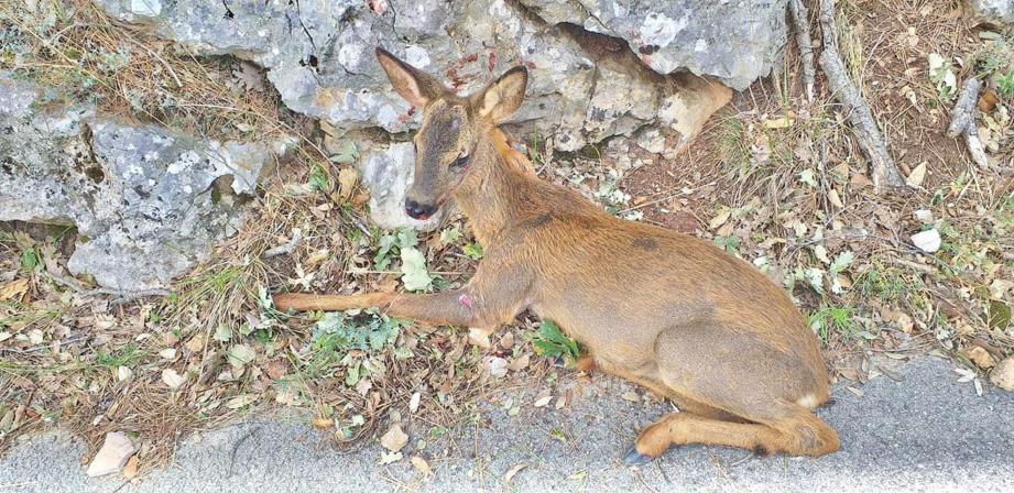 L’animal renversé route de Mons, à Fayence, par une voiture a été soigné avant de retrouver sa liberté. Il a repris le chemin de la forêt dimanche.