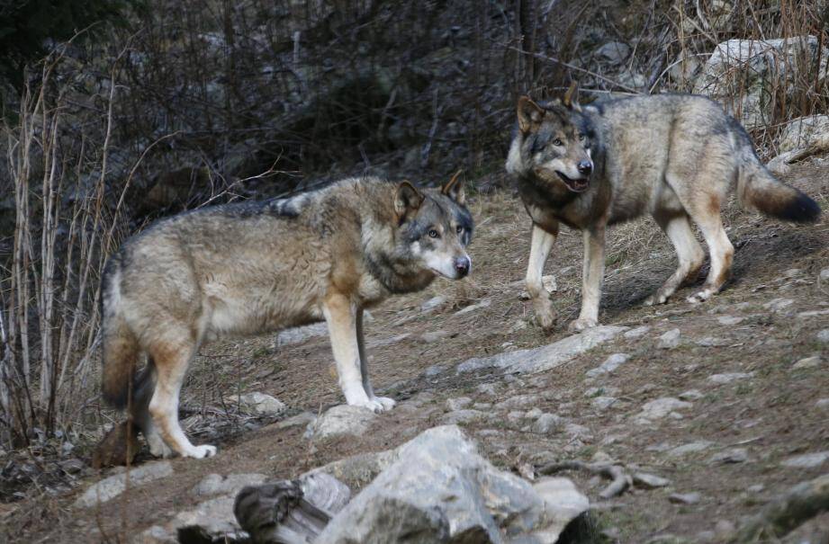 Le Parc Alpha Est Detruit Et Les Loups Errent En Liberte Alerte Une Elue Nice Matin