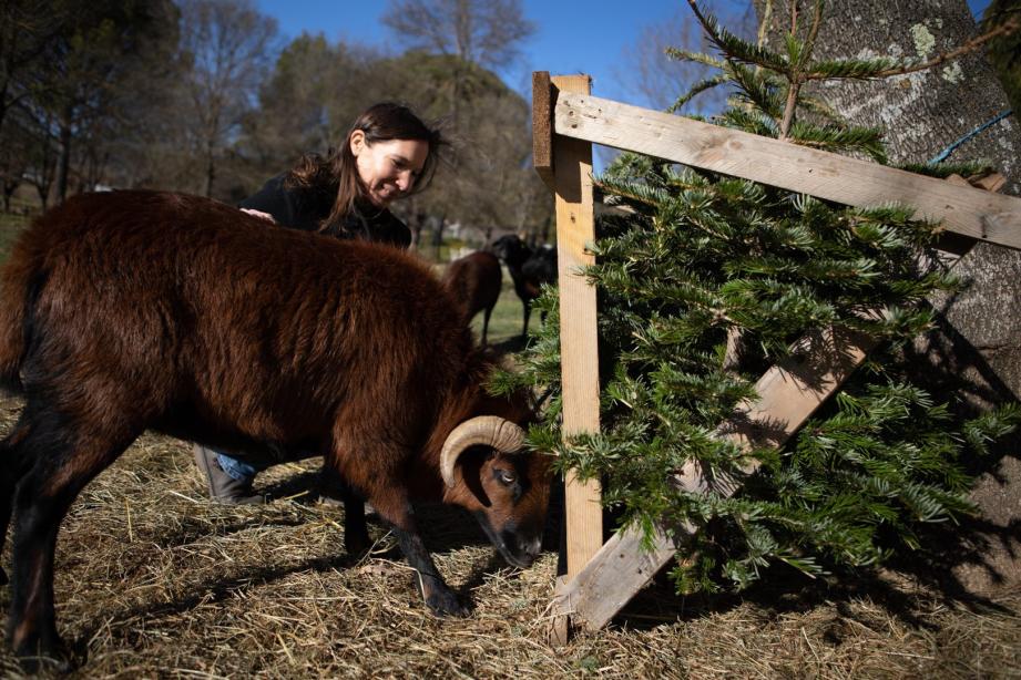 Olivia Brelurut pense récupérer une trentaine de sapins pour l’hiver. L’année prochaine, elle compte récupérer des grignons d’olives pour ses moutons du Cameroun.