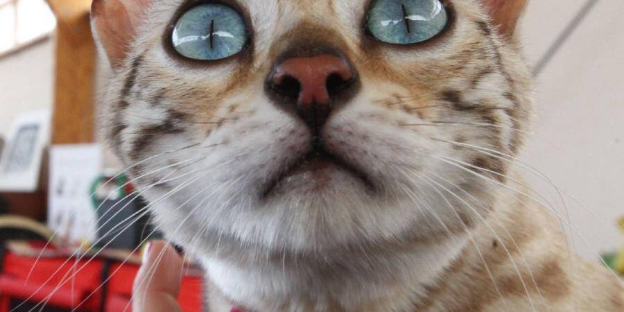 Diapo A L Expo Feline De Saint Laurent Du Var Matou Est Trop Beau Nice Matin