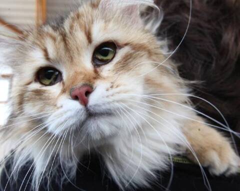 Qui sera le plus beau chat à l'expo féline de Saint-Laurent