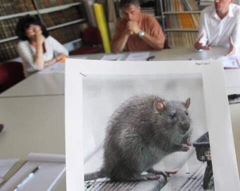 Le rôle des copros dans la lutte contre les rats ⋅ Ville de