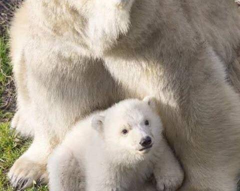 Le Bebe Ours Polaire Est Sorti De Sa Taniere A Marineland Nice Matin Le Bebe Ours Polaire Est Sorti De Sa Taniere A Marineland Nice Matin