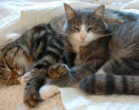 Sos Chats En Detresse Recherche Des Familles D Accueil Var Matin Sos Chats En Detresse Recherche Des Familles D Accueil Var Matin