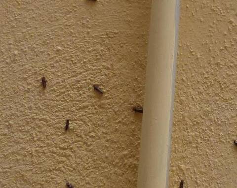 Invasion D Insectes Volants