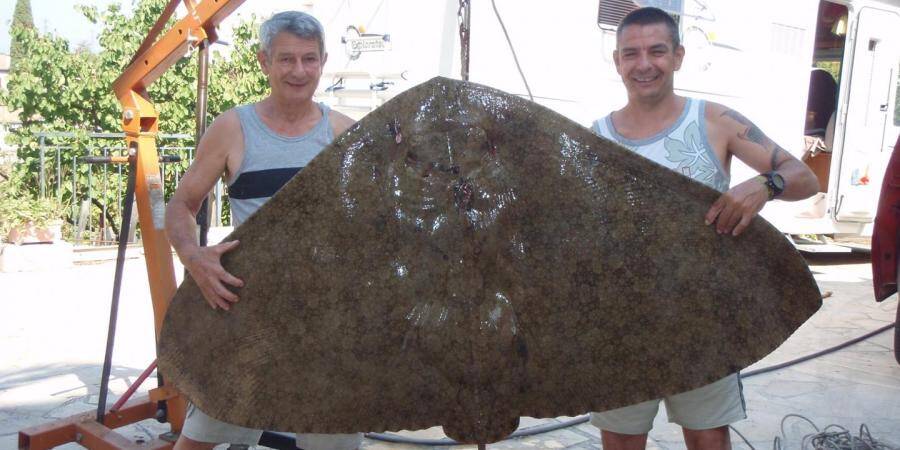 Un scientifique azur en d nonce la p che d une raie en danger d