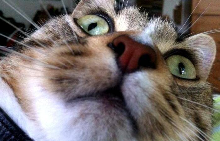 Cette Application Piege Votre Chat Pour Le Prendre En Selfie Nice Matin