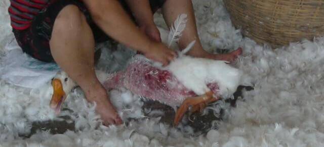 VIDEO. Le duvet de vos oreillers et vestes provient de plumes arrachées  d'oies vivantes - Nice-Matin