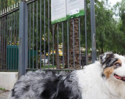 Nice: des chiens empoisonnés à la mort aux rats