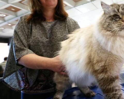 Le Chat Hypoallergenique Var Matin Le Chat Hypoallergenique Var Matin