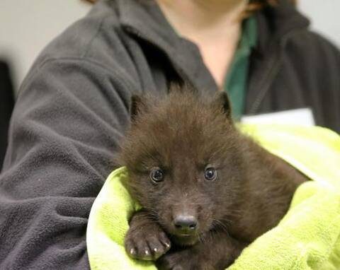Le Bebe Loup Du Parc Alpha S Appelle Fenrir Nice Matin Le Bebe Loup Du Parc Alpha S Appelle Fenrir Nice Matin