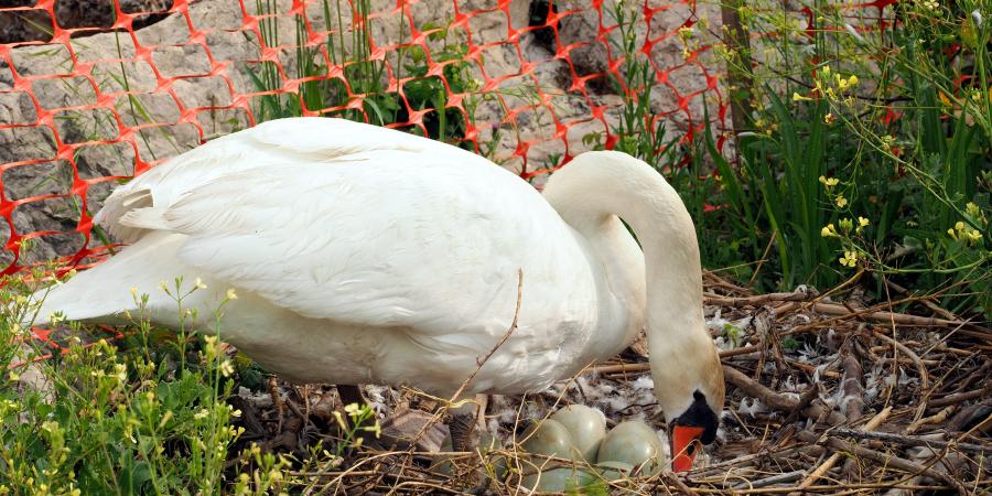Photo Le Premier Bebe Cygne Est Ne Dans L Estuaire Du Var Nice Matin