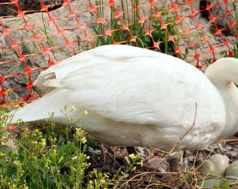 Photo Le Premier Bebe Cygne Est Ne Dans L Estuaire Du Var Nice Matin Photo Le Premier Bebe Cygne Est Ne Dans L Estuaire Du Var Nice Matin