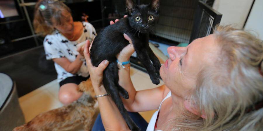 De Plus En Plus De Chats Noirs Abandonnes Par Superstition Alors Qu Ils Sont Aussi Affectueux Que Les Autres Var Matin